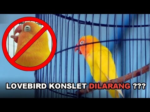 LOVEBIRD KONSLET DILARANG??? PERATURAN BARU BnR
