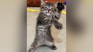 Muôn kiểu mèo méo meo🐱 mèo cute foryou