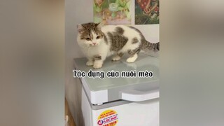 Có ai như tui hong cat mèo