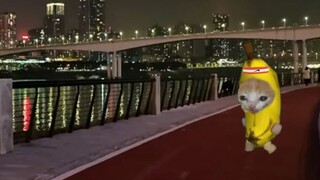 قررت قطة الموز الركض ليلاً لإنقاص الوزن استعداداً للصيف الذي يقترب بسرعة، لكنها انتهت بالبكاء مرة أخ