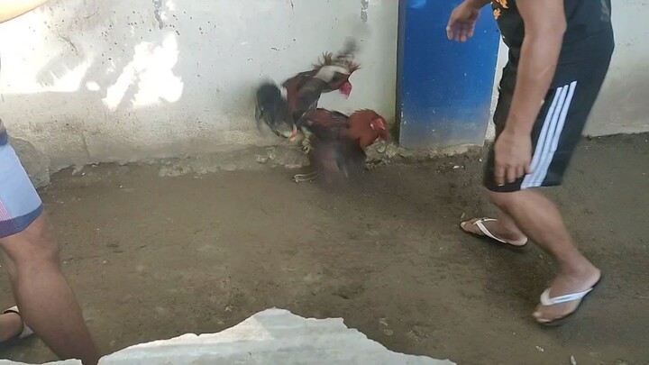 exercise muna mga stag