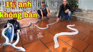 Tặng Rắn Bạch Tạng Tiền Tỷ Cho Em Trai Săn Bắt Ẩm Thực Vùng Cao Về Nhân Giống Sinh Sản