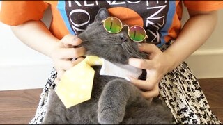 Cute Cat - Cách Ru Bé Mèo Ngủ Hiệu Quả Nhất -  cute kittens