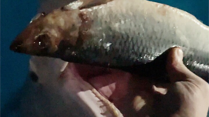 ตอนเลิกงาน จู่ๆ ก็เจอปลาตัวใหญ่หลายตัว ต้องเอามาให้เสี่ยวเฮยและต้าไป๋กินแน่ๆ