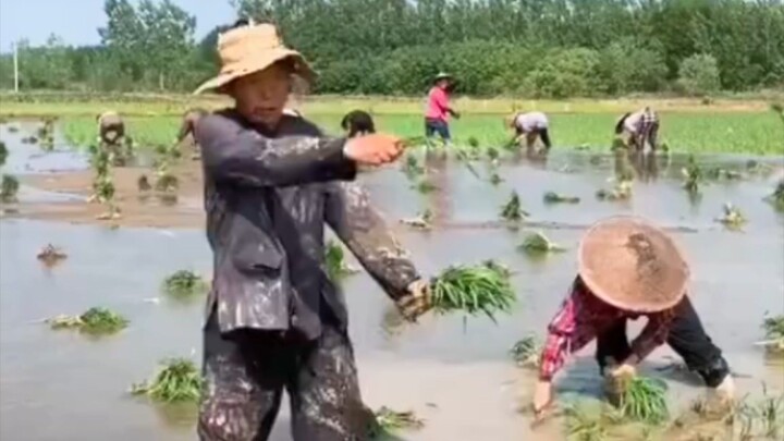 bàn tay xưa cấy trong gió bấc..