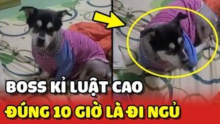 Em chó có tính KỈ LUẬT CAO, đúng 10 GIỜ là tự giác ĐI NGỦ 😂 | Yêu Lu