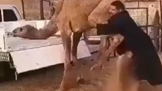 Animals Transport in Pakistan vs saudia Arabia