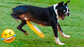 Can't Stop Laughing: Hilarious Dogs Reaction Videos 🐶😹| Pets Island