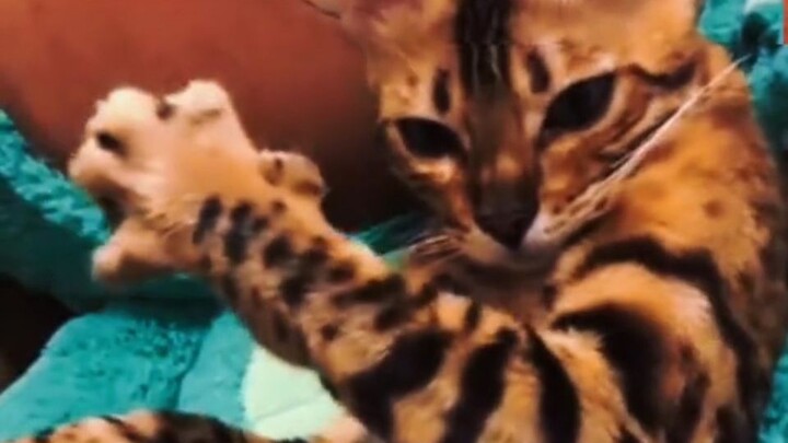 أحدث مظهر محدود لـ يوومي