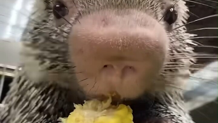 القنفذ الصغير المهذب جدًا في تناول الطعام