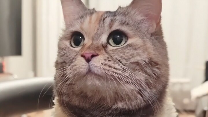 你怎么才回家？咪等了你好久