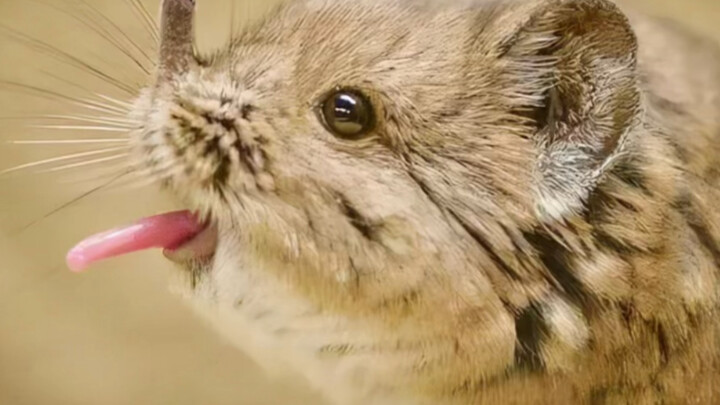 Elephant Shrew: You’re just sitting on the road, and poop rains down from the sky!