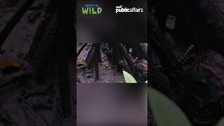Mangrove snake sa Puerto Princesa #shorts | Born to be Wild