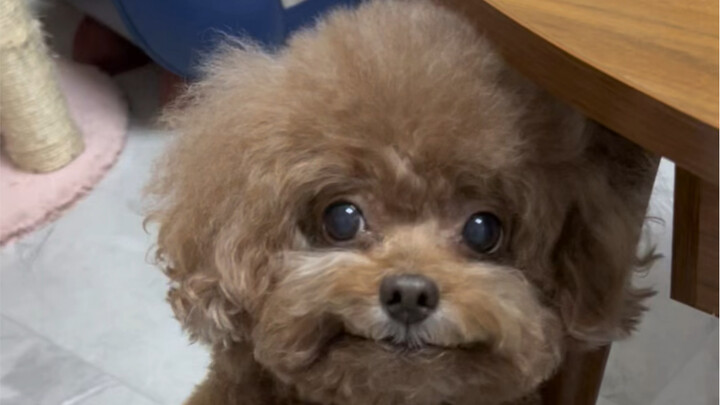 Today I met a 19-year-old dog—bringing long life and good luck!