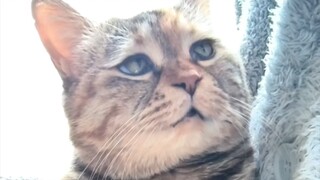 虚假撸猫:麻麻你是摸还是不摸？