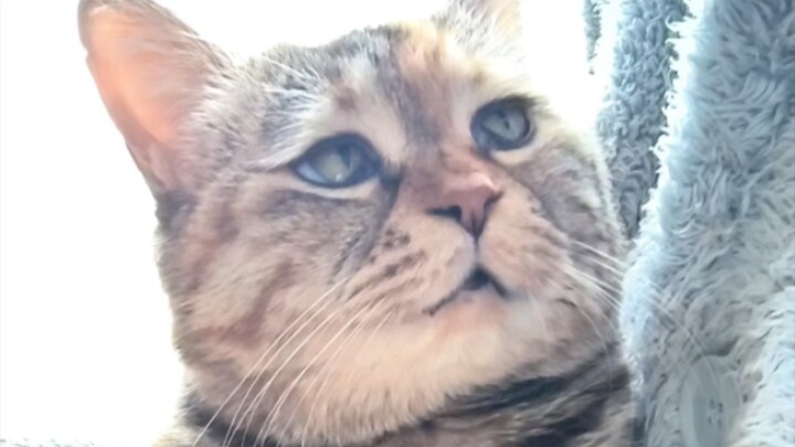 Fake cat petting: Mom, are you going to pet me or not?