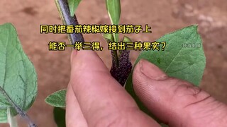 在茄子上嫁接番茄和辣椒，能不能同时收获三种果实，做到一举三得？