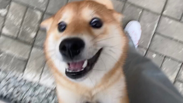 After a week in boarding, the little Shiba Inu reunited with its owner and immediately leaped into i