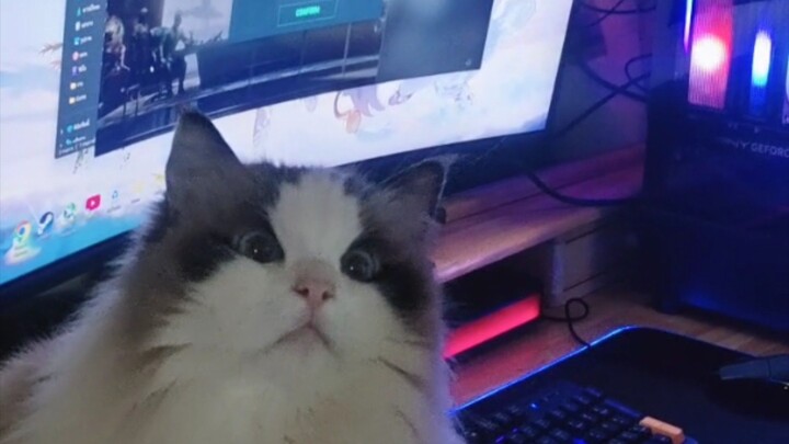 pc + แมว = 🥲