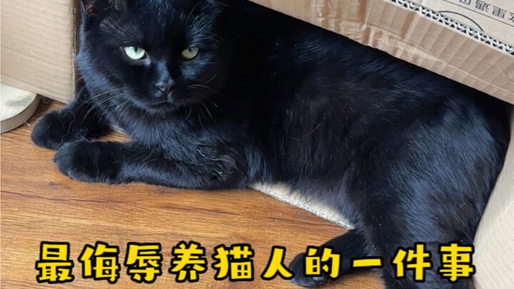 Ini mungkin hal paling menghina bagi para pemilik kucing…