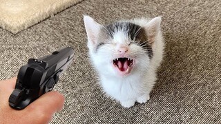 Funny Cat Videos That Will Make You Smile #23 - Funniest Dogs and Cats Videos