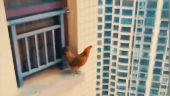 Gà cũng cá cược bóng đá ư?