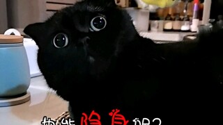 Can the cat next to the invisible cat also be invisible? The video finally proves everything...