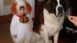สุนัขเซนต์เบอร์นาร์ดเล่นและแสดงความรักต่อทารก - วิดีโอสุนัขและเด็ก