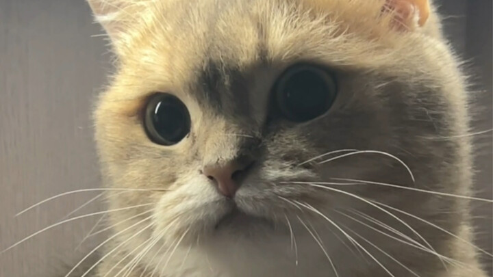 The trust between cats and humans has collapsed