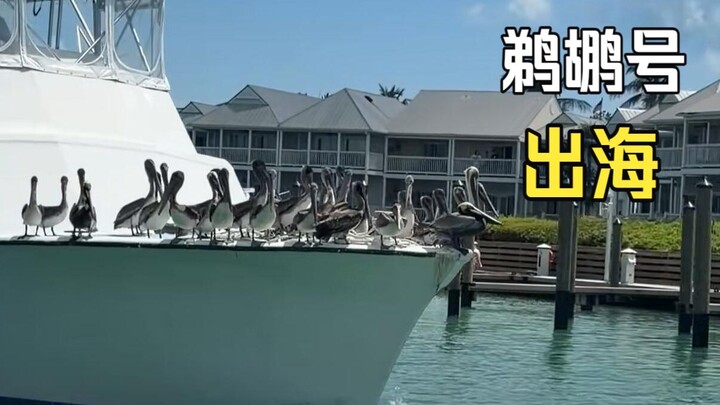 Animals That Happen to Run Into People!