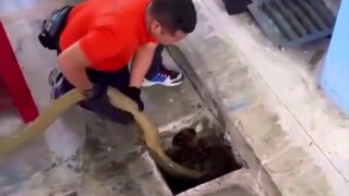 藏在下水道中的“庞然大物”