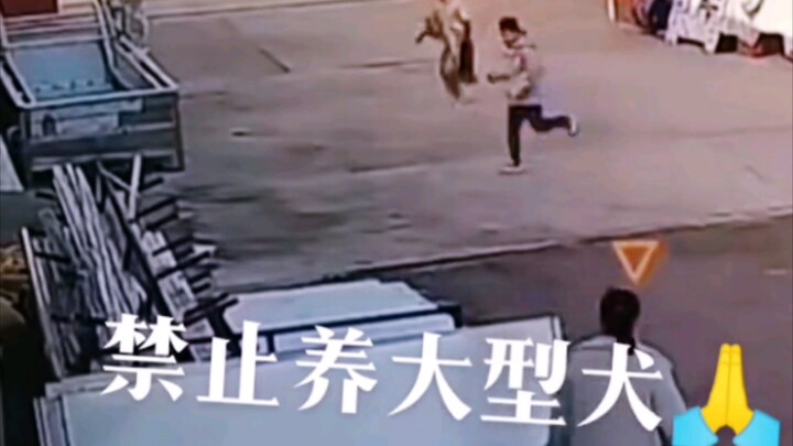 Dilarang memelihara anjing besar, terlalu menakutkan!!!