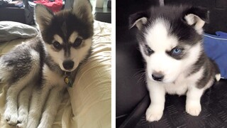 The Best Adorable Husky Puppies 🐶 Look Forward To Seeing Them All | Cute Puppies
