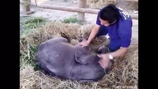 ดูทีไรคิดถึงน้ำเพชรตอนตัวเล็กๆน่ารักดี🐘😘😘