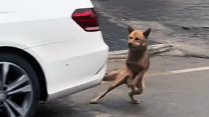 I was actually impressed by how handsome a dog is!