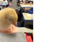 مجموعة من الأشياء الغريبة التي صادرها المعلمون أثناء الدرس