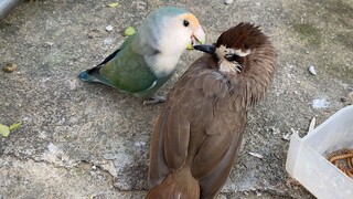 Pokoknya Semuanya Bukan Burung Baik