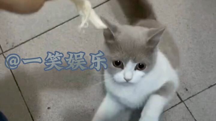 Guess why I didn’t lick the cat