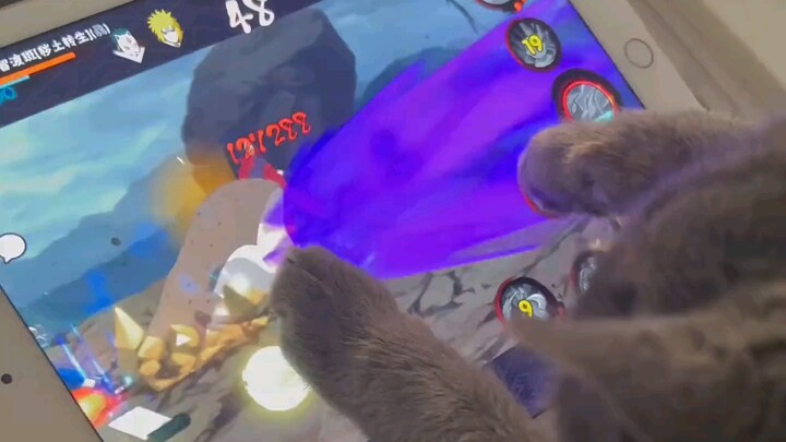 I told you my cat knows how to play Naruto.