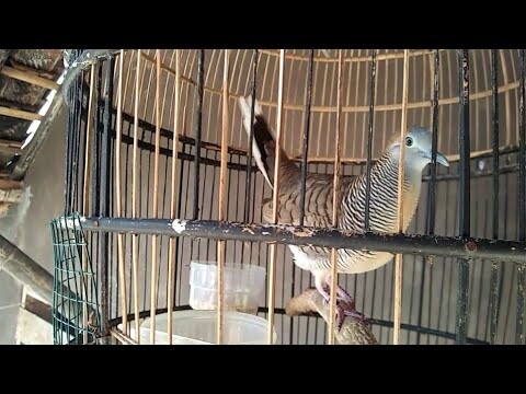 SUARA PERKUTUT, UNTUK MEMANCING YG SUSAH BUNYI