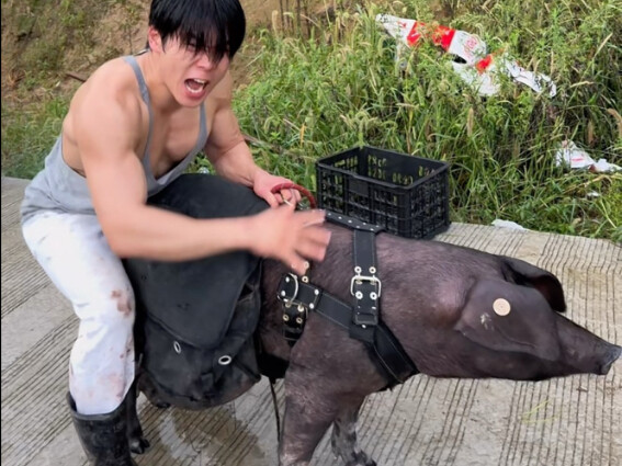 Hari ke-33 Olahraga dan Diet Pengecilan Lemak Bersama Babi