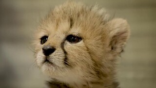 [Bayi Cheetah] Tanpa teman, cheetah ini bermain sendiri