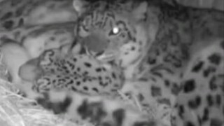 إحدى الاستخدامات الصحيحة لذيل النمر الثلجي