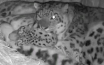 One of the correct ways to use a snow leopard's tail