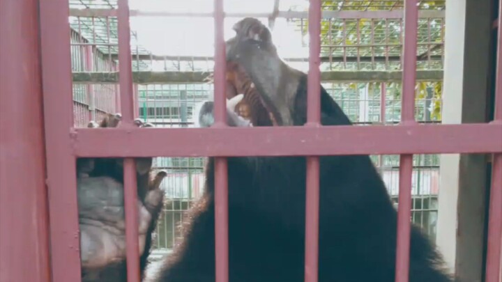Bear In the Zoo