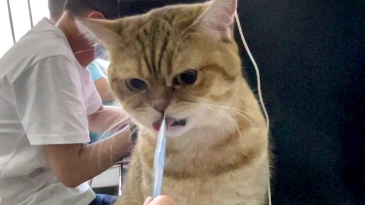 Tiny kitty, but a big attitude!