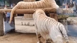 骚骚的白虎又有什么坏心思呢？