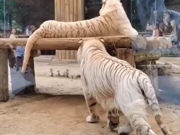 骚骚的白虎又有什么坏心思呢？