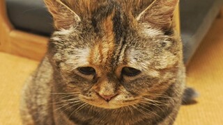 Khi người ta nhàn rỗi, lông mèo rụng; khi đêm yên tĩnh, bụng đói...