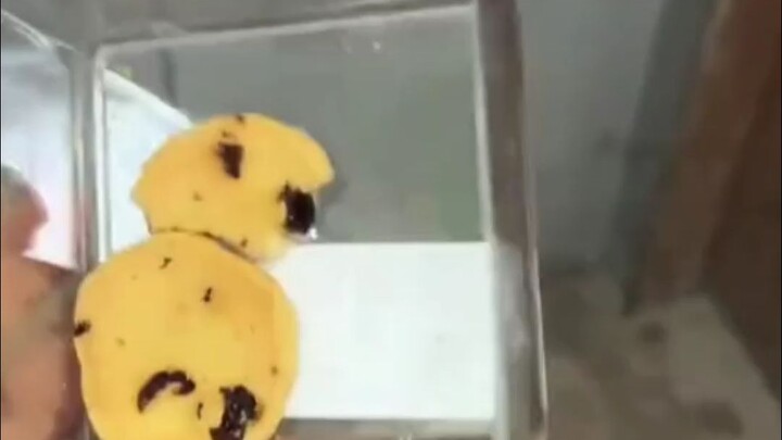 Cookies Will Be With You Again in the Next Life _Way Too Realistic _Mental State _Elevator